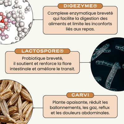 Probiotics for digestion and anti-bloating - Digest Circles